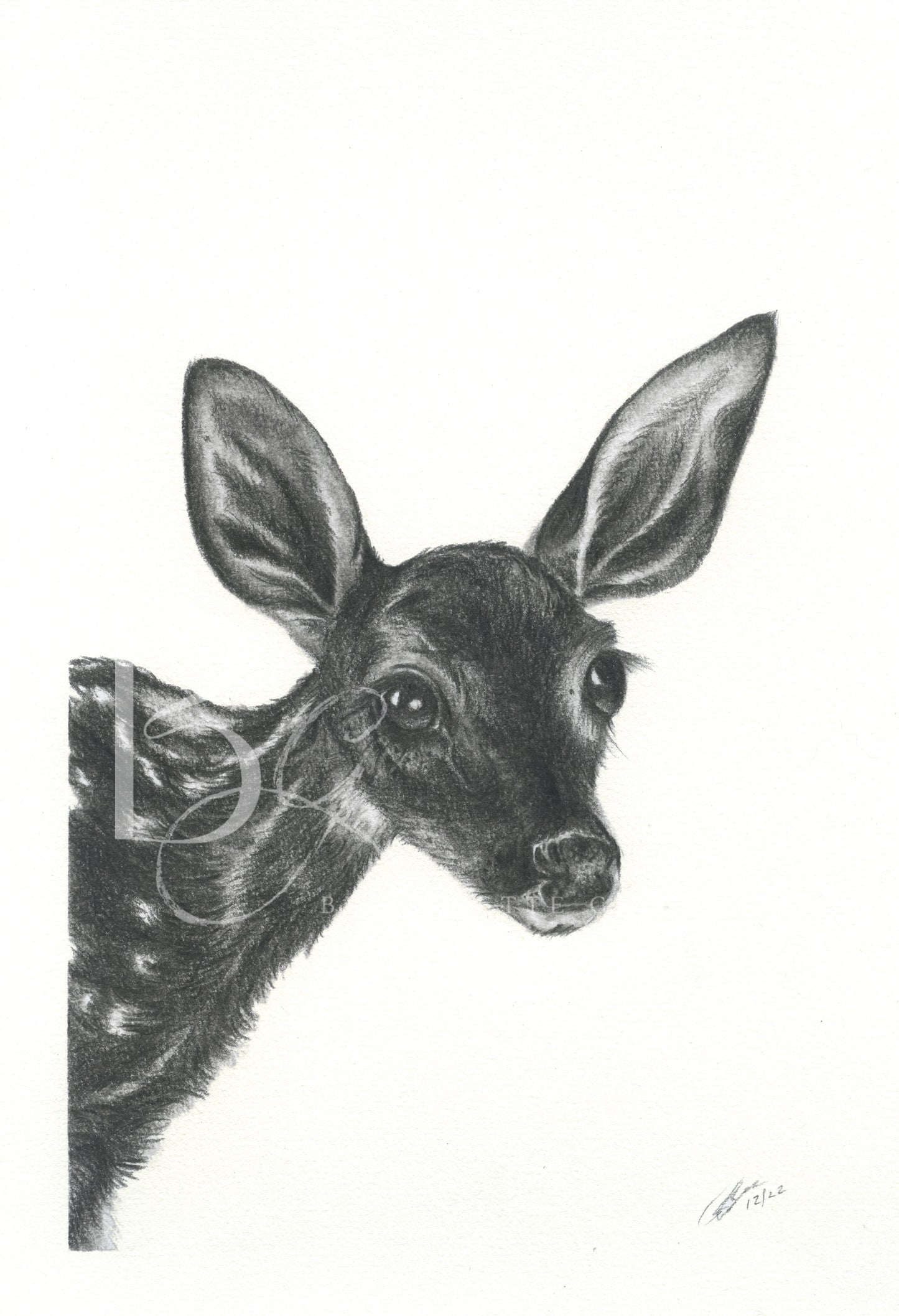 Fawn - Limited Edition Print