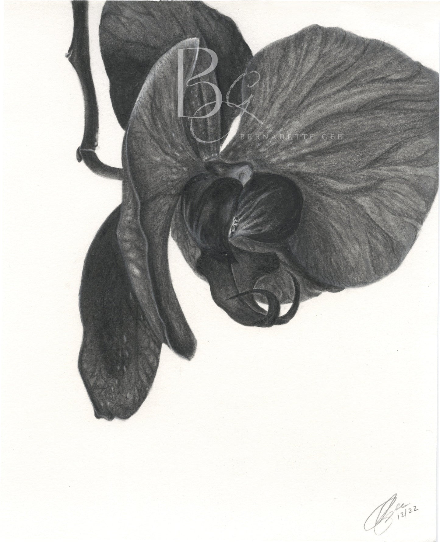 Orchid  - Original Art